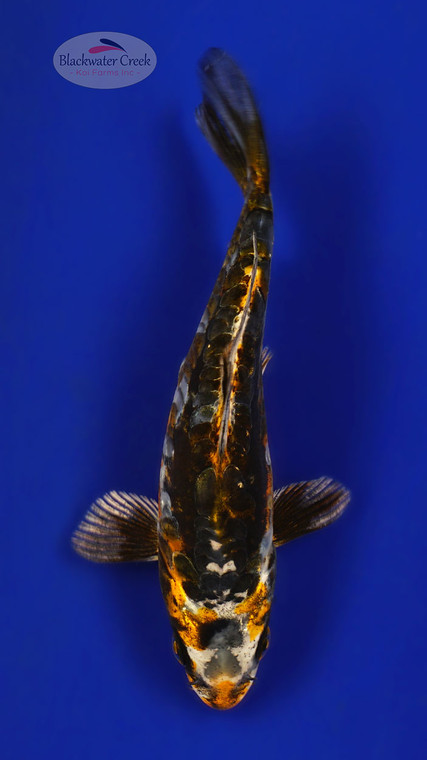 Beni Kikokuryu 5-6 inches [E26-T119-9]