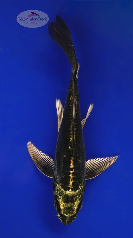 Greenie Kiko 5-6 inches [E26-T121-2]