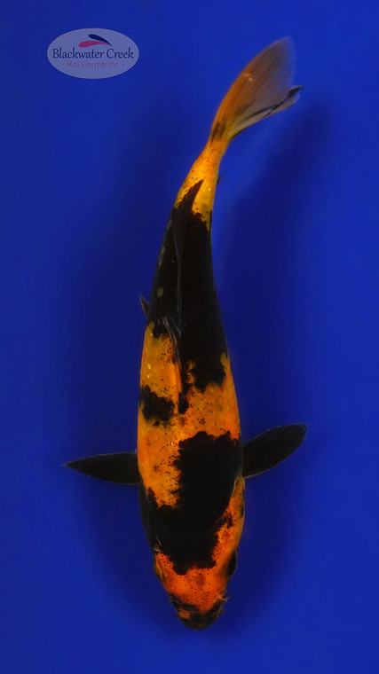 Hi Utsuri 5-6 inches [E26-T121-4]