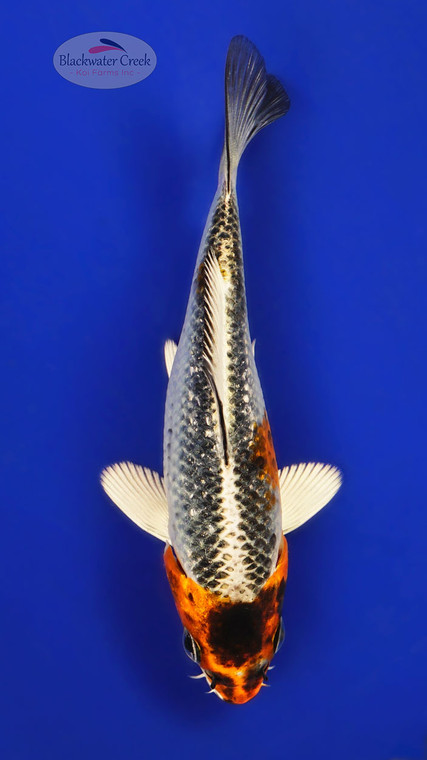 Kujaku 4-5 inches [E26-T121-7]