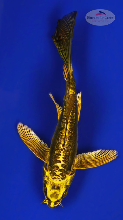 Kin Kikokuryu 5-6 inches [E26-T125-5]