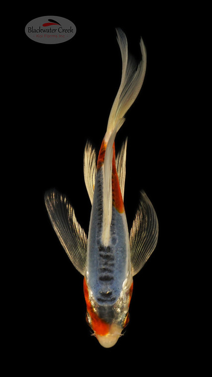 Shusui 5-6 inches [E26-T127-4]