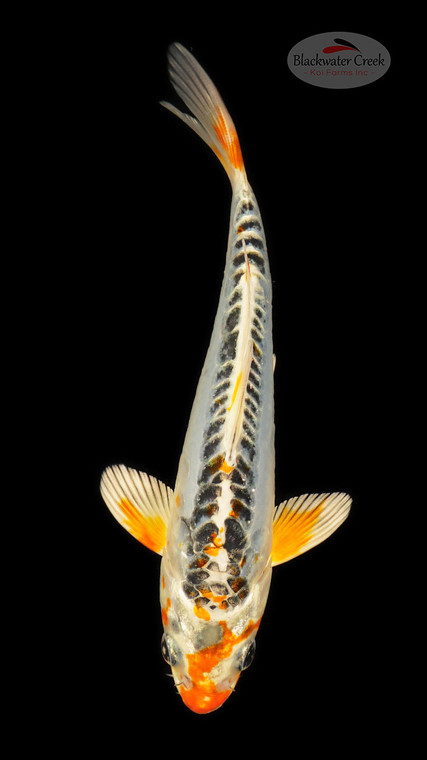 Doitsu Kujaku 6-7 inches [E26-T131-2]