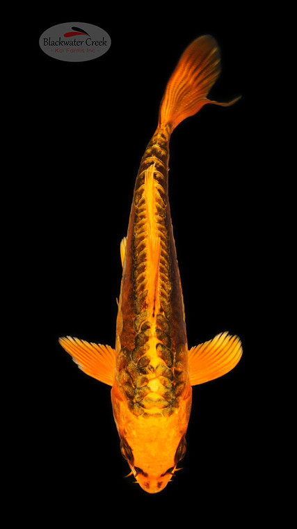 Orangie Matsuba 6-7 inches [E26-T131-3]