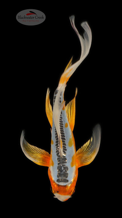 Shusui 6-7 inches [E26-T131-4]