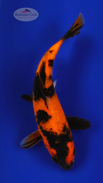 Hi Utsuri 6-7 inches [E26-T131-7]