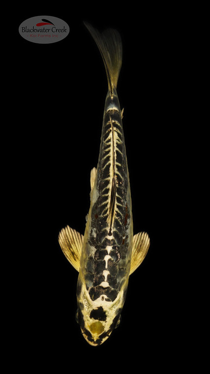 Kikokuryu 6-7 inches [E26-T133-3]