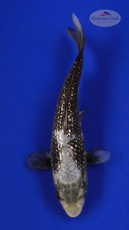 Matsukawabake 4-5 inches [E26-T133-10]