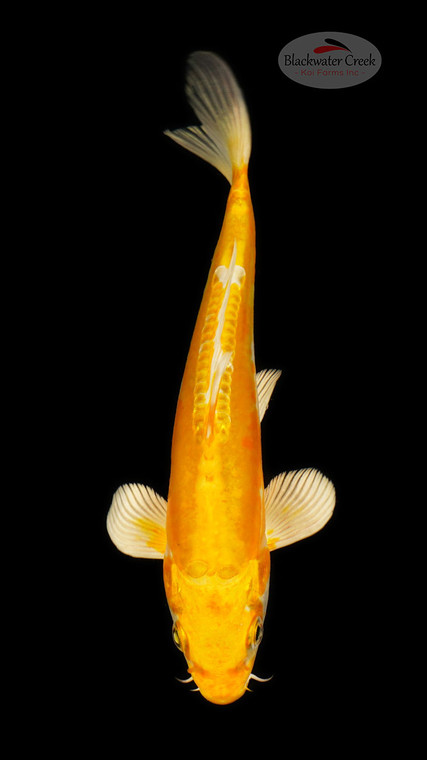 Doitsu Yamabuki 6-7 inches [E26-T134-2]