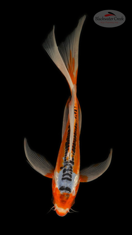 Shusui Butterfly 6-7 inches [E26-T134-4]