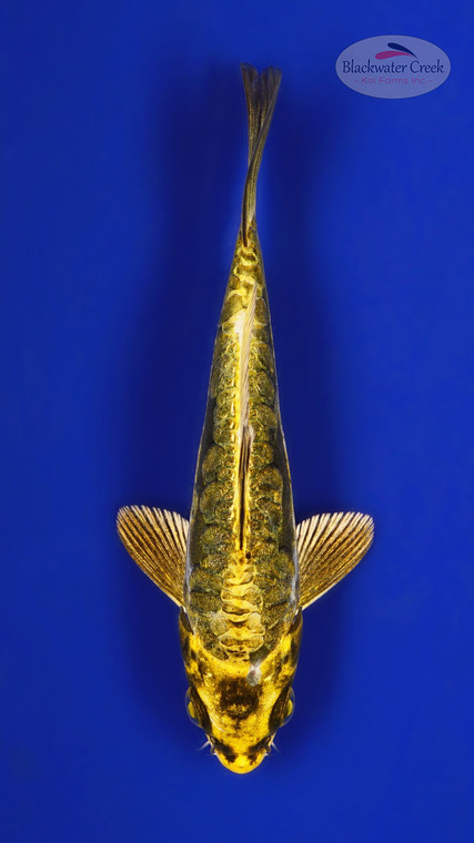 Kin Kikokuryu 5-6 inches [E26-T134-9]