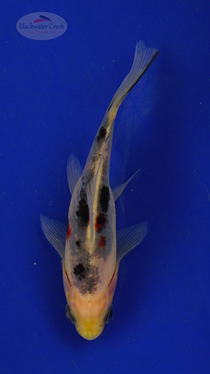 Fish 212 3-4 inches [PW-T9-212]