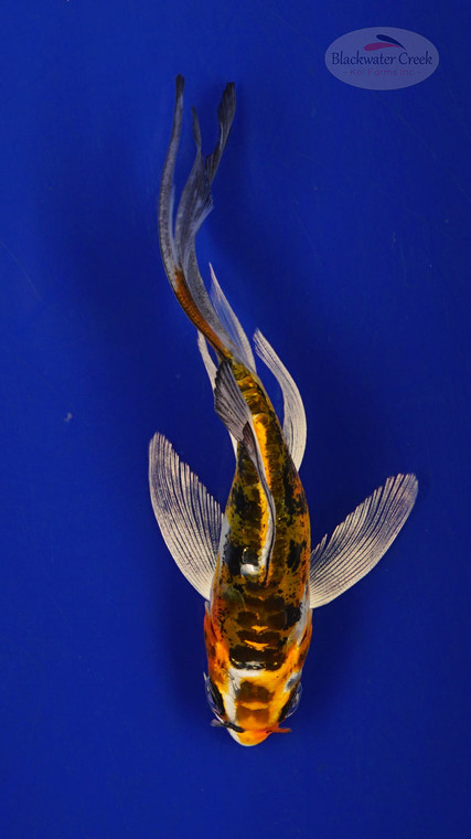 Fish 222 3-4 inches [PW-T10-222]