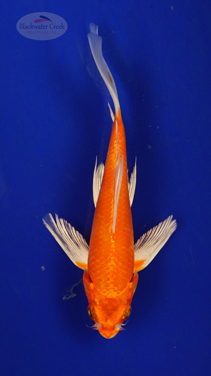 Fish 225 3-4 inches [PW-T10-225]