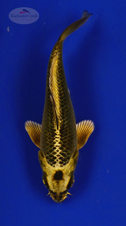 Fish 227 3-4 inches [PW-T10-227]