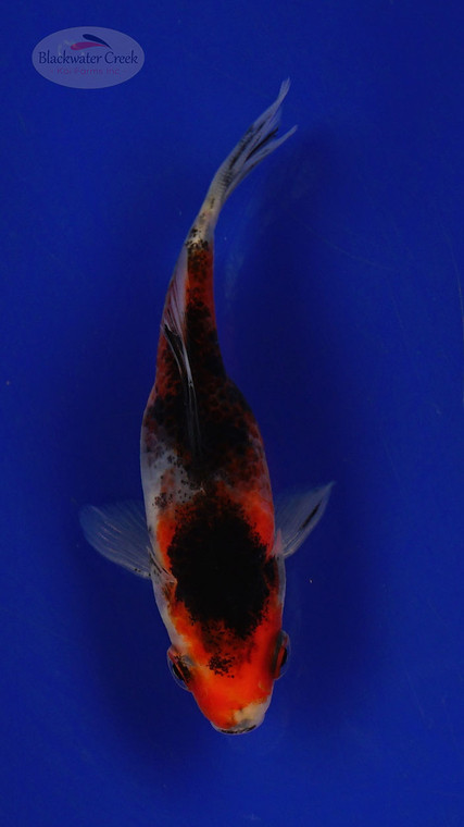 Goldfish 228 3-4 inches [PW-T10-228]