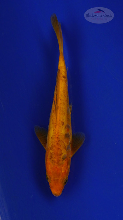 Fish 237 3-4 inches [PW-T10-237]