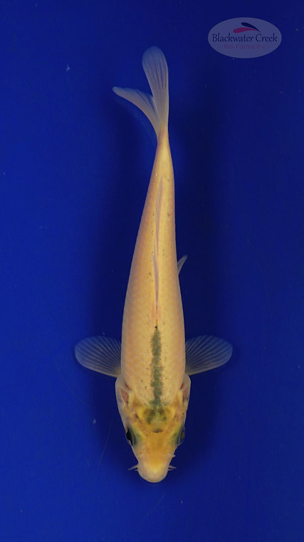 Fish 238 3-4 inches [PW-T10-238]