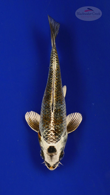 Fish 239 3-4 inches [PW-T10-239]