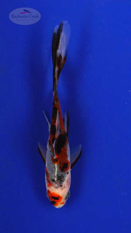 Goldfish 242 3-4 inches [PW-T10-242]