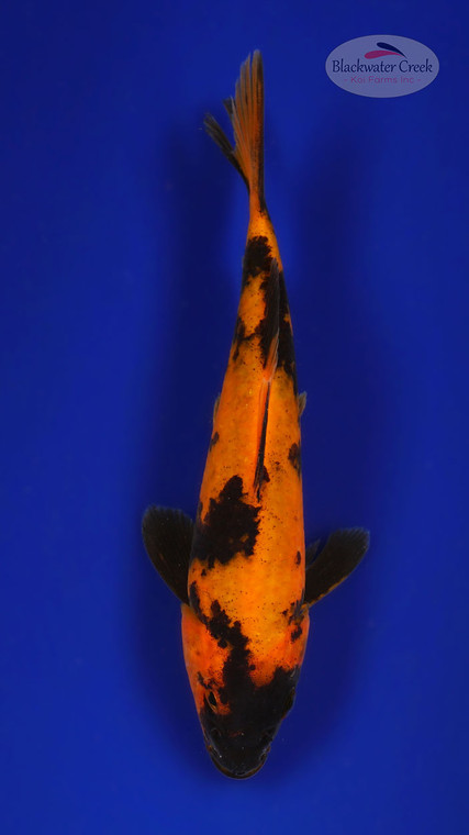 Hi Utsuri 7 inches [ED8-42026-1]