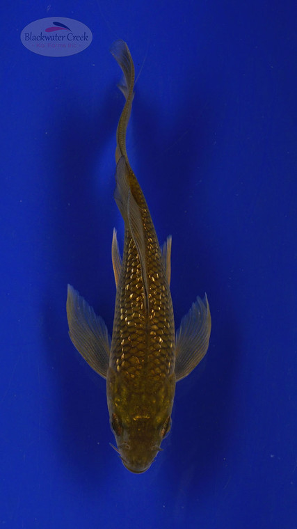 Fish 244 3-4 inches [PW-T10-244]