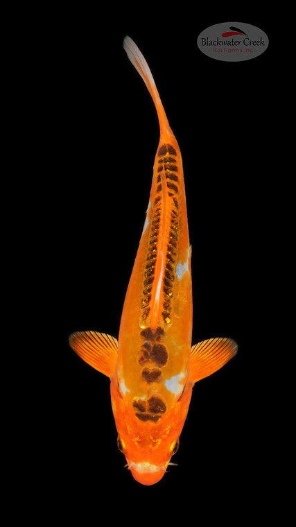 Shusui 7 inches [ED8-42026-4]