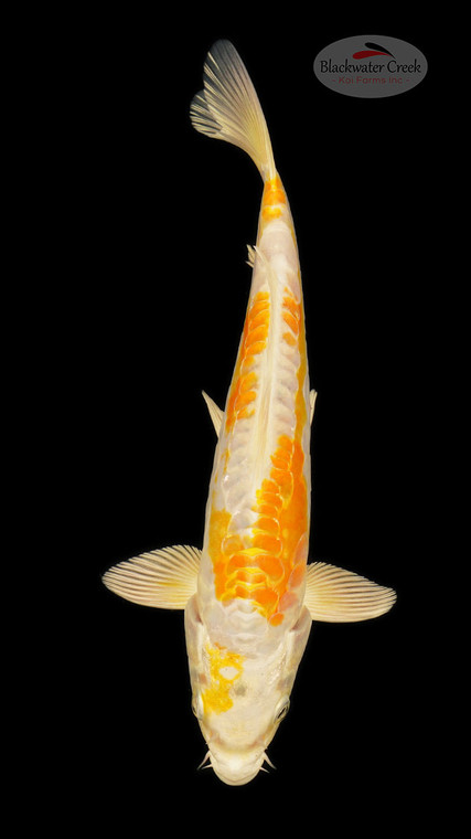 Doitsu Hariwake 8 inches [ED8-42026-6]