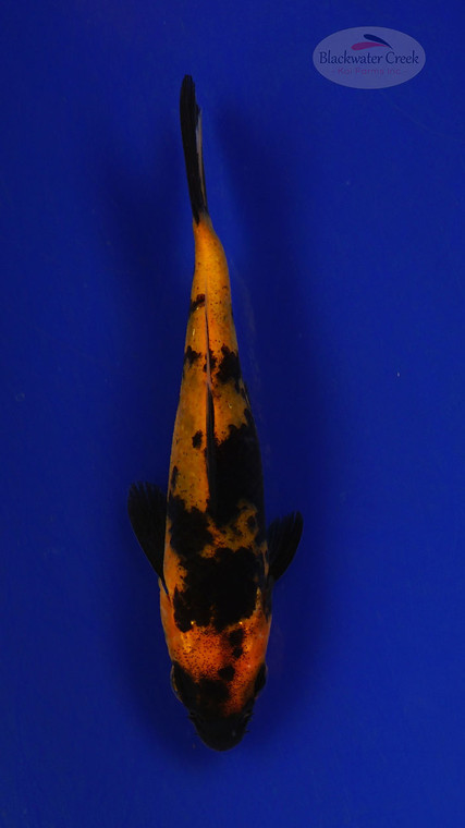 Fish 247 3-4 inches [PW-T11-247]