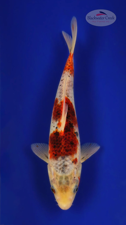 Goshiki 10 inches [ED13-42026-6]