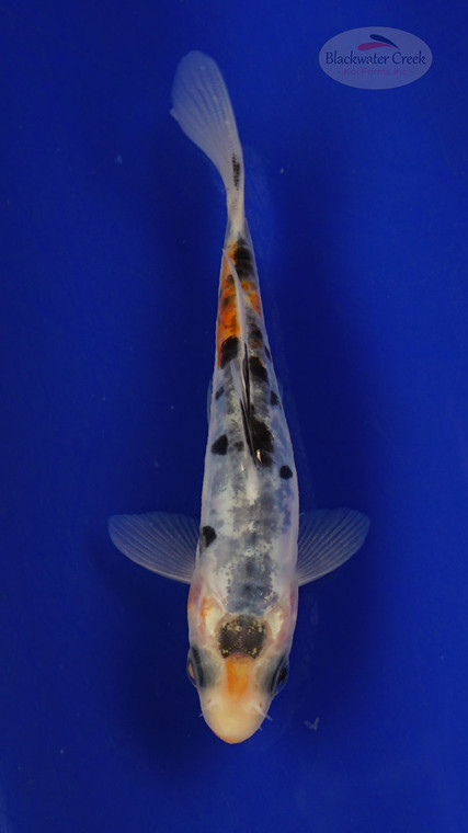 Fish 257 3-4 inches [PW-T11-257]