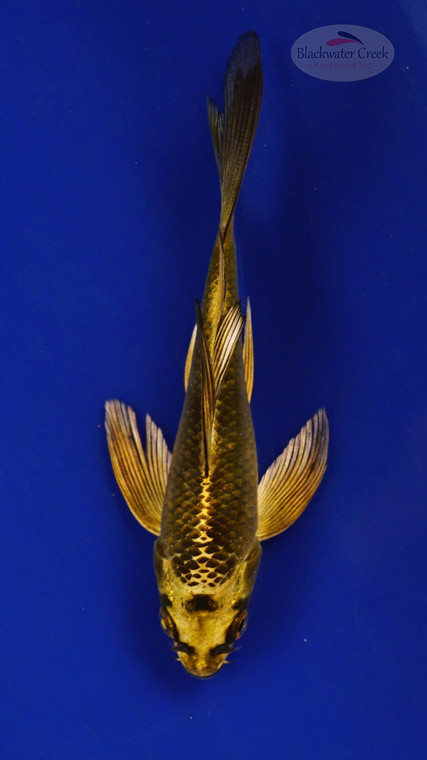 Fish 258 3-4 inches [PW-T11-258]