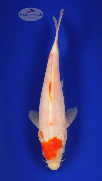 Kohaku 7 inches [ED14-42026-6]