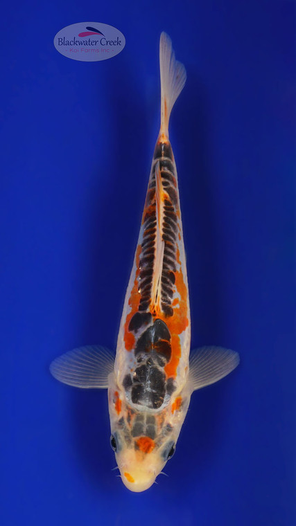Shusui 6 inches [ED14-42026-7]