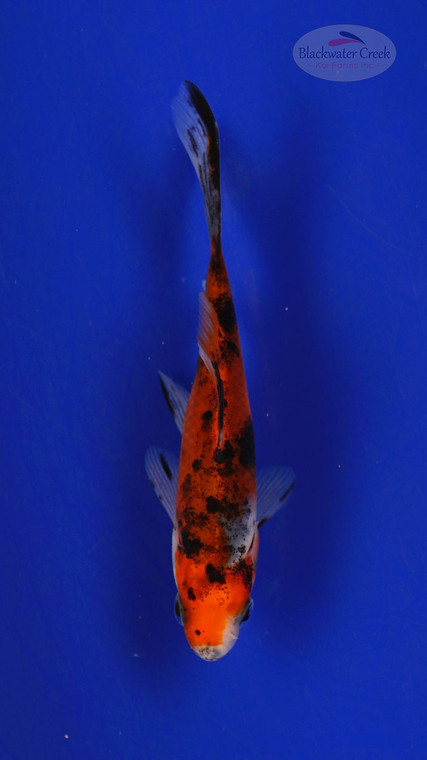 Goldfish 267 3-4 inches [PW-T11-267]