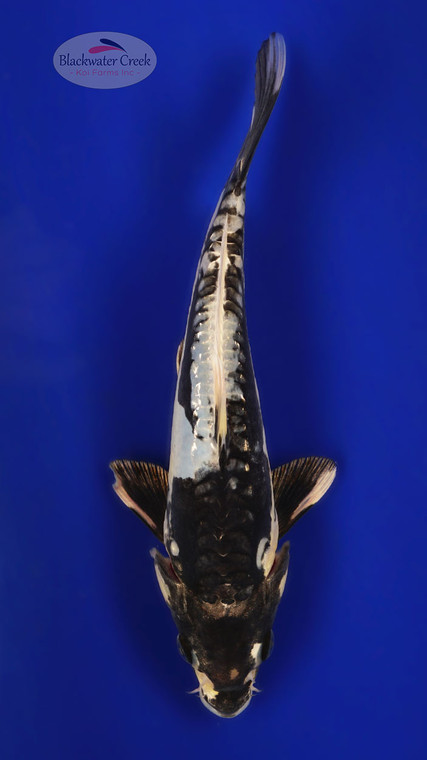 Kumonryu 9 inches [ED16-42026-7]