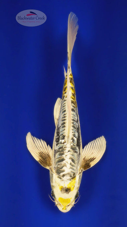 Kin Kikokuryu 10 inches [ED17-42026-3]