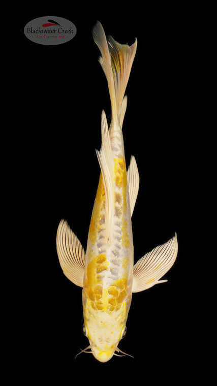 Doitsu Hariwake 7 inches [ED19-42026-3]