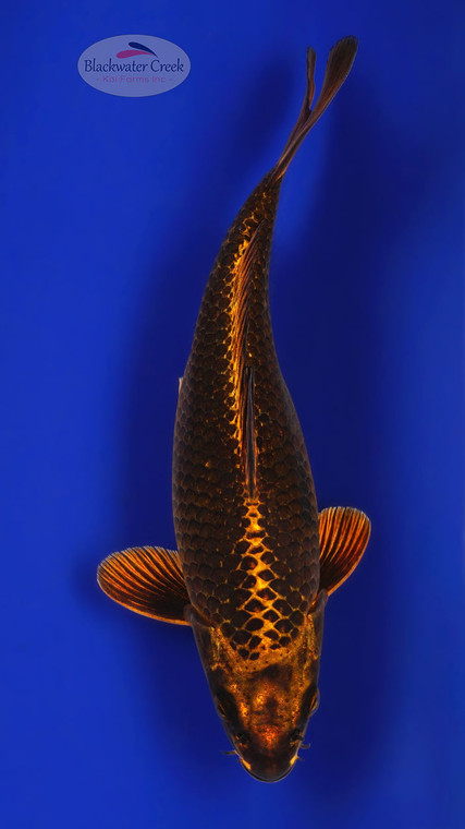 Cocoa Matsuba 8 inches [ED20-42026-1]