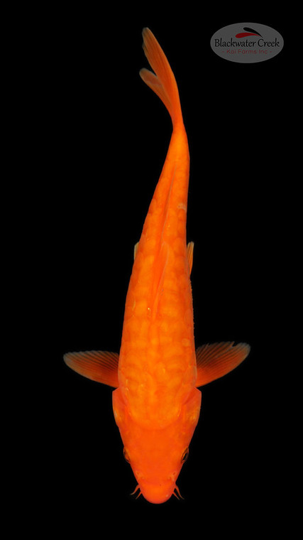 Doitsu Orenji 9 inches [ED20-42026-10]