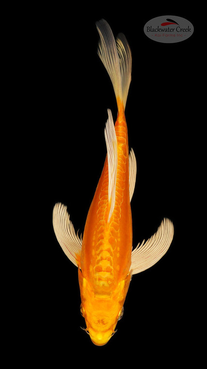 Doitsu Yamabuki 8 inches [ED21-42026-1]