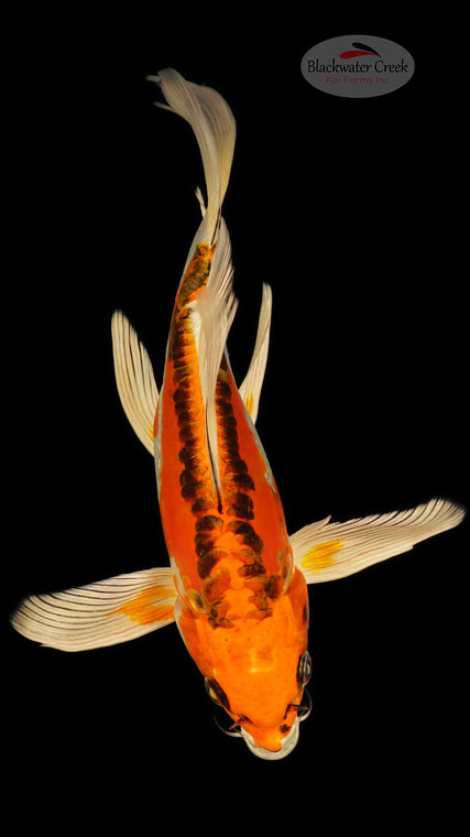 Doitsu Kujaku 7 inches [ED21-42026-5]