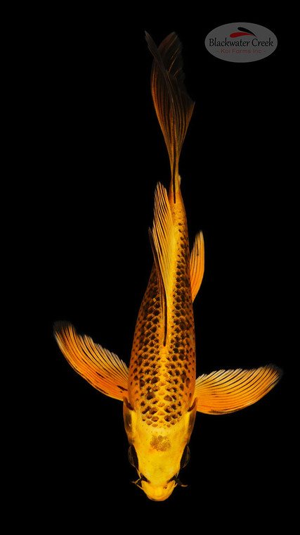 Ki Matsuba 7 inches [ED21-42026-7]