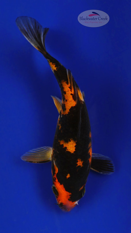 Hi Utsuri 4-5 inches [E26-T135-1]