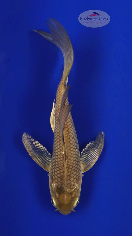 Soragoi 5-6 inches [E26-T135-2]