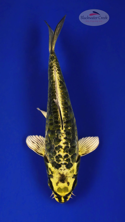 Kin Kikokuryu 6-7 inches [E26-T135-4]