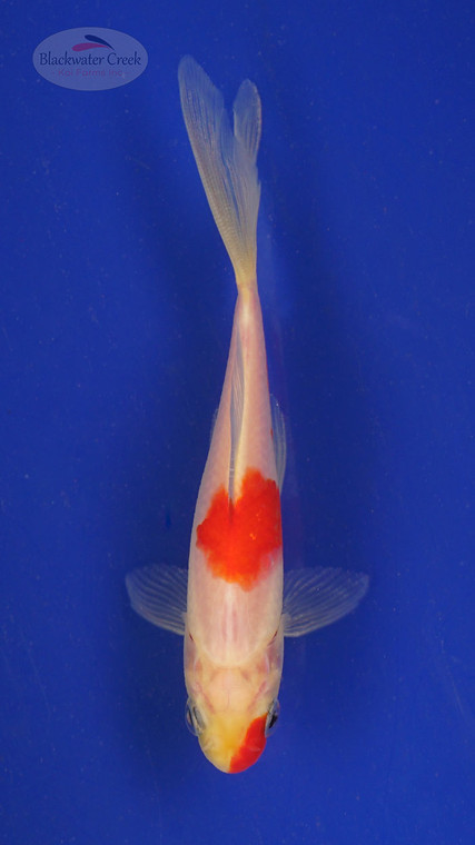 Goldfish 270 3-4 inches [PW-T2-270]