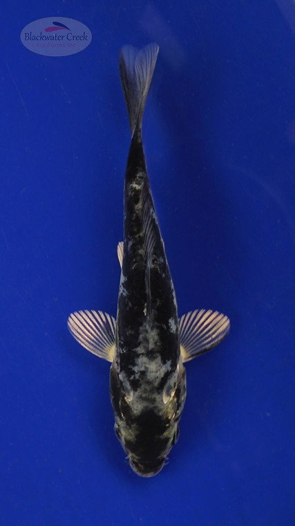 Koi 275 3-4 inches [PW-T2-275]