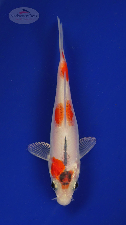 Koi 278 3-4 inches [PW-T2-278]