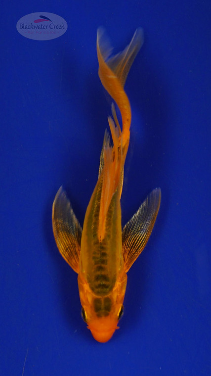Koi 297 3-4 inches [PW-T3-297]